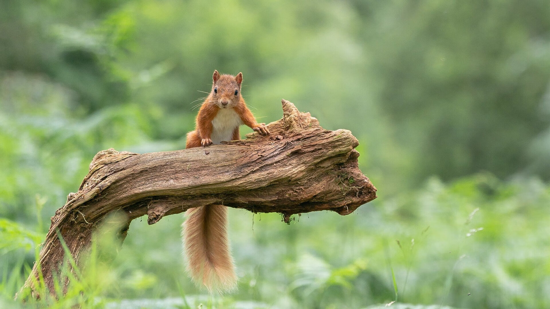 乐鱼体育官网下载-五大联赛是否提倡多节奏训练适配不同类型对手,五大联赛激烈程度
